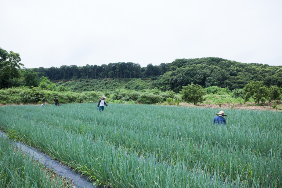 エコーファームの農場